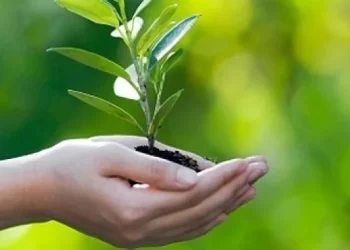 Dia da Árvore: SEMA une forças ao IADVH para realizar blitz ambiental