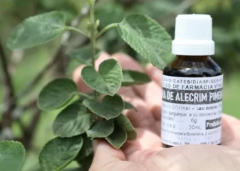 Edital para produção de medicamentos fitoterápicos no SUS está com inscrições abertas