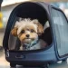 Governo anuncia novas regras para transporte aéreo de pets