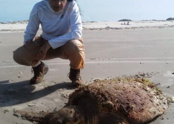 “Socorrão 3”: O caso da tartaruga enterrada na UFMA e a fiscalização canina