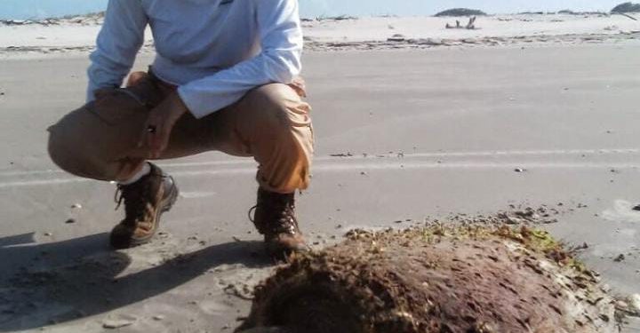 “Socorrão 3”: O caso da tartaruga enterrada na UFMA e a fiscalização canina