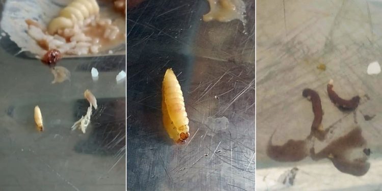 Pombos, água contaminada e comida estragada: universitários criticam RU da UFMA