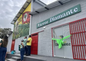 Agroindústria inédita impulsiona produção de arroz e renda na Baixada Maranhense