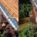 Desabamento de ponte dificulta rotina e preocupa moradores da zona rural de Codó